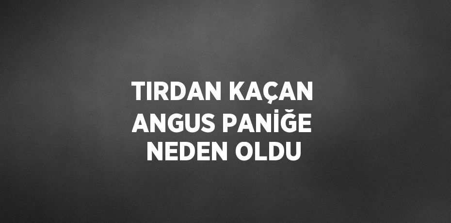 TIRDAN KAÇAN ANGUS PANİĞE NEDEN OLDU