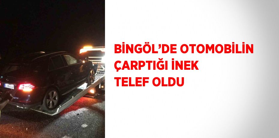 BİNGÖL’DE OTOMOBİLİN ÇARPTIĞI İNEK TELEF OLDU