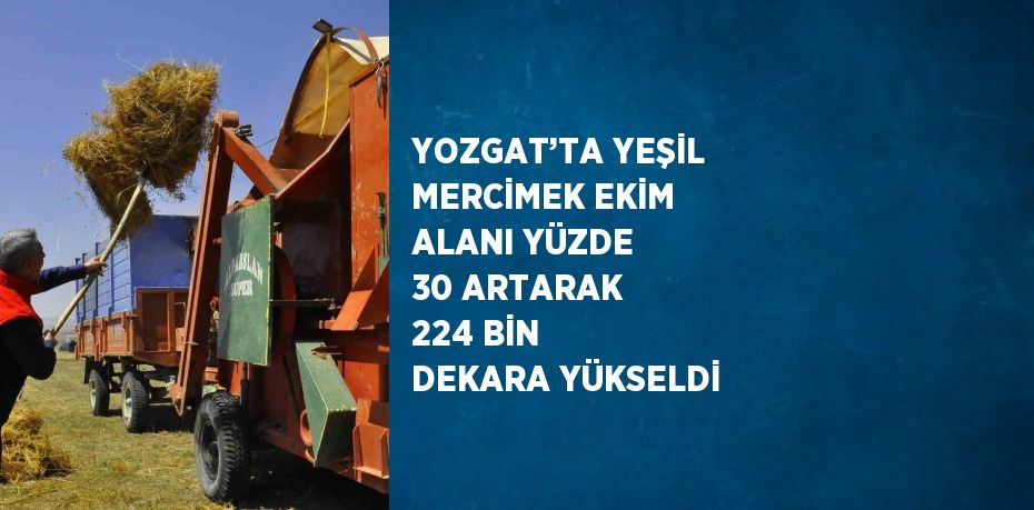 YOZGAT’TA YEŞİL MERCİMEK EKİM ALANI YÜZDE 30 ARTARAK 224 BİN DEKARA YÜKSELDİ