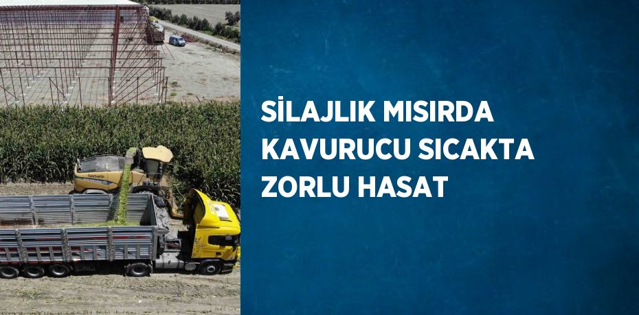 SİLAJLIK MISIRDA KAVURUCU SICAKTA ZORLU HASAT