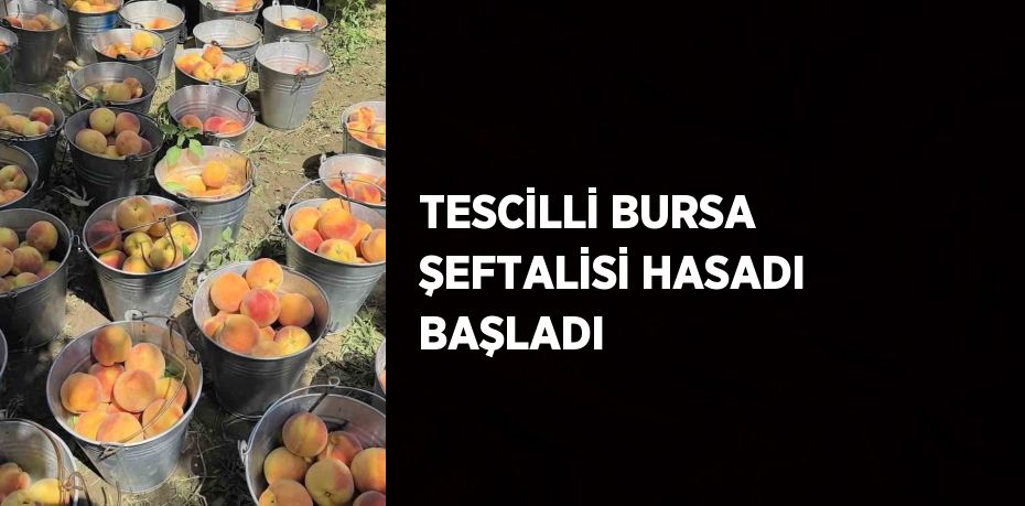 TESCİLLİ BURSA ŞEFTALİSİ HASADI BAŞLADI