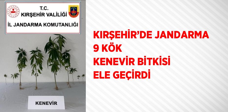 KIRŞEHİR’DE JANDARMA 9 KÖK KENEVİR BİTKİSİ ELE GEÇİRDİ