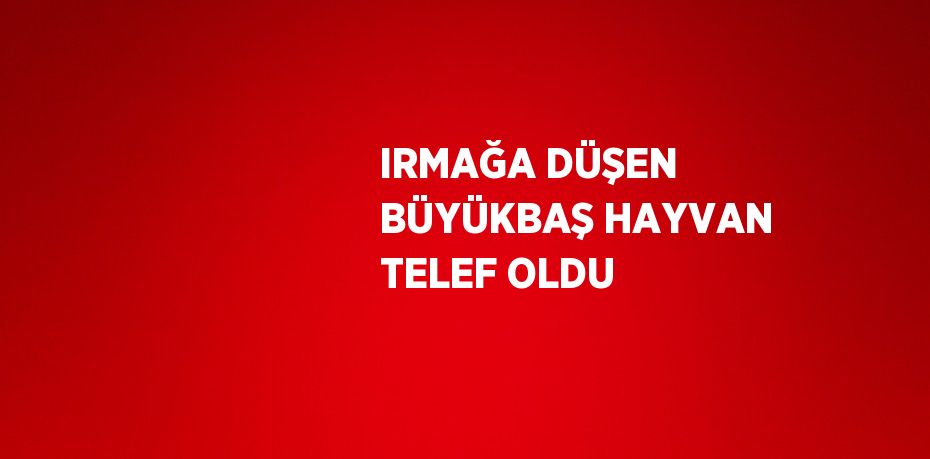 IRMAĞA DÜŞEN BÜYÜKBAŞ HAYVAN TELEF OLDU