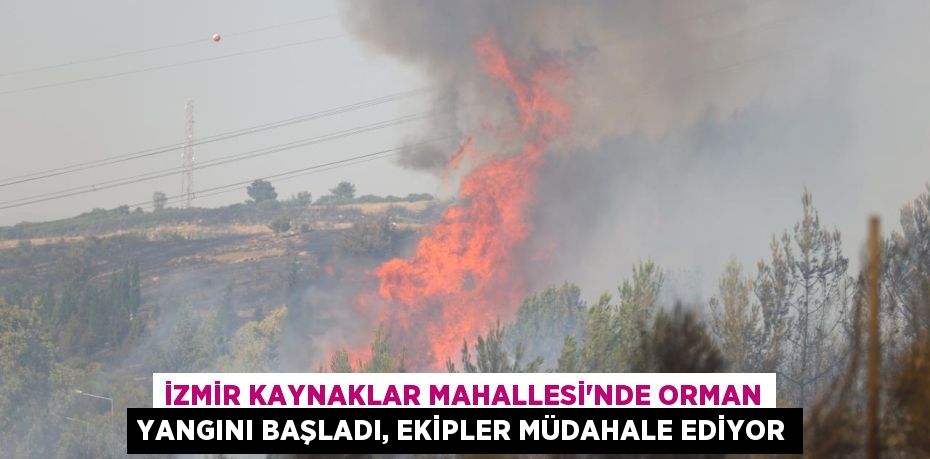 İzmir Kaynaklar Mahallesi’nde Orman Yangını Başladı, Ekipler Müdahale Ediyor