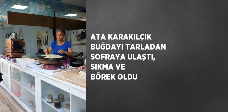 ATA KARAKILÇIK BUĞDAYI TARLADAN SOFRAYA ULAŞTI, SIKMA VE BÖREK OLDU