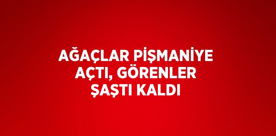 AĞAÇLAR PİŞMANİYE AÇTI, GÖRENLER ŞAŞTI KALDI