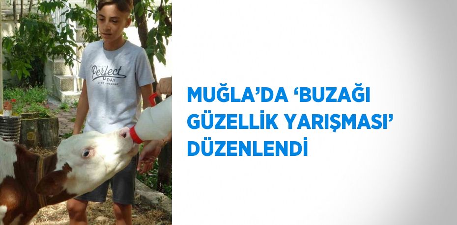 MUĞLA’DA ‘BUZAĞI GÜZELLİK YARIŞMASI’ DÜZENLENDİ