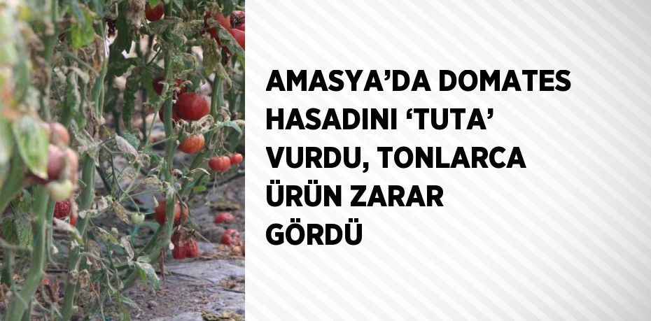 AMASYA’DA DOMATES HASADINI ‘TUTA’ VURDU, TONLARCA ÜRÜN ZARAR GÖRDÜ