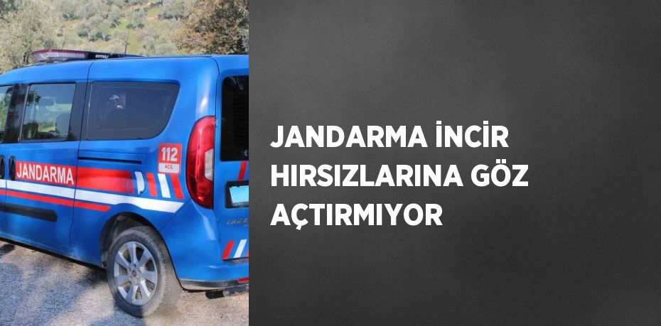 JANDARMA İNCİR HIRSIZLARINA GÖZ AÇTIRMIYOR