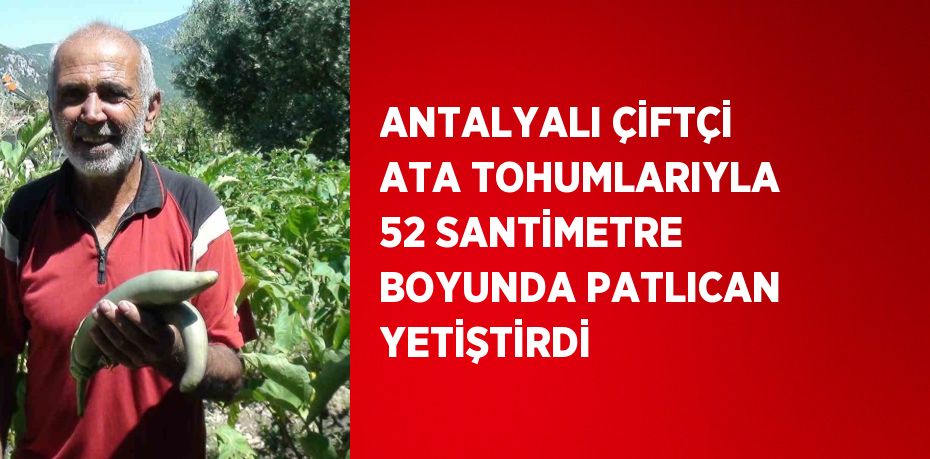 ANTALYALI ÇİFTÇİ ATA TOHUMLARIYLA 52 SANTİMETRE BOYUNDA PATLICAN YETİŞTİRDİ