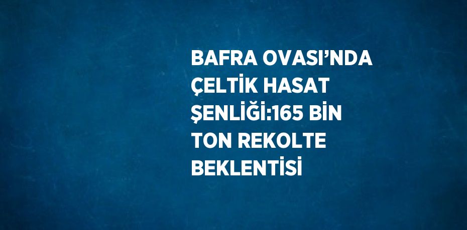 BAFRA OVASI’NDA ÇELTİK HASAT ŞENLİĞİ:165 BİN TON REKOLTE BEKLENTİSİ