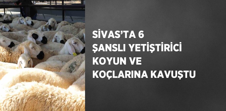 SİVAS’TA 6 ŞANSLI YETİŞTİRİCİ KOYUN VE KOÇLARINA KAVUŞTU