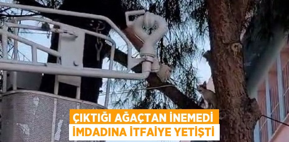 ÇIKTIĞI AĞAÇTAN İNEMEDİ İMDADINA İTFAİYE YETİŞTİ