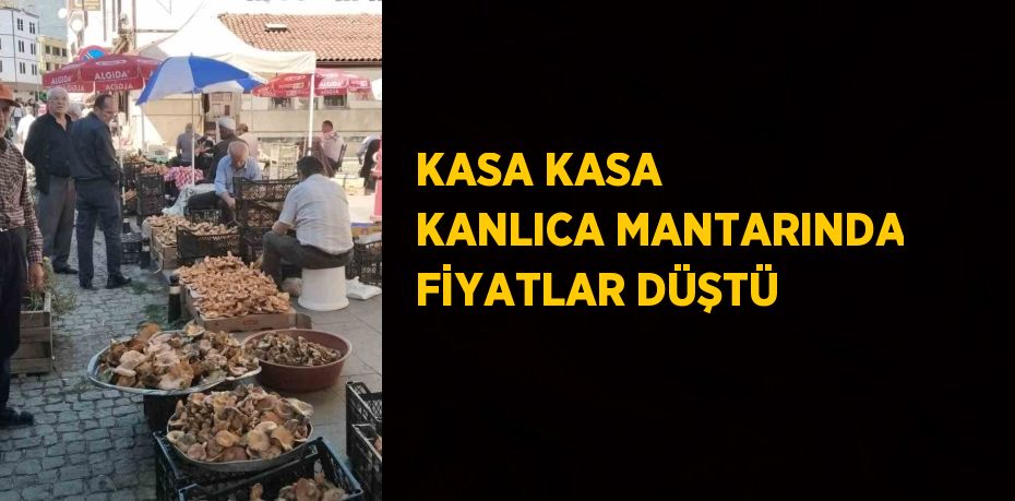 KASA KASA KANLICA MANTARINDA FİYATLAR DÜŞTÜ