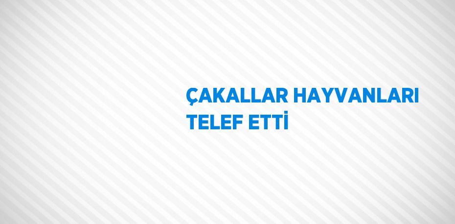 ÇAKALLAR HAYVANLARI TELEF ETTİ