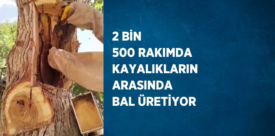 2 BİN 500 RAKIMDA KAYALIKLARIN ARASINDA BAL ÜRETİYOR