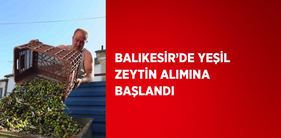 BALIKESİR’DE YEŞİL ZEYTİN ALIMINA BAŞLANDI