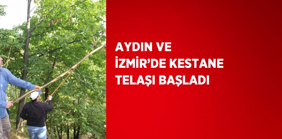 AYDIN VE İZMİR’DE KESTANE TELAŞI BAŞLADI