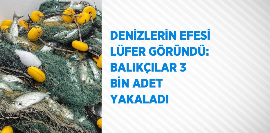 DENİZLERİN EFESİ LÜFER GÖRÜNDÜ: BALIKÇILAR 3 BİN ADET YAKALADI