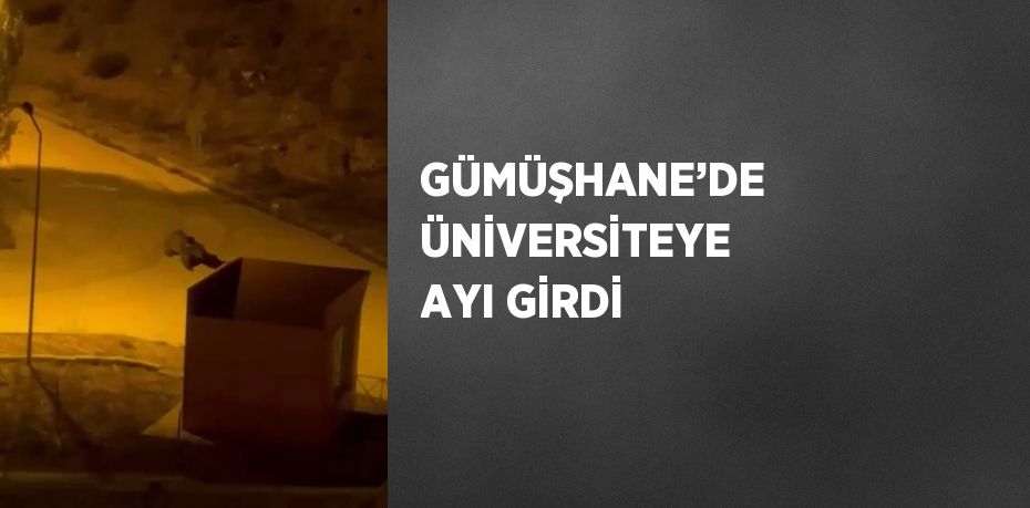 GÜMÜŞHANE’DE ÜNİVERSİTEYE AYI GİRDİ