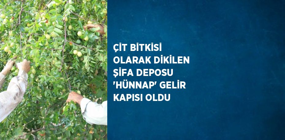 ÇİT BİTKİSİ OLARAK DİKİLEN ŞİFA DEPOSU 'HÜNNAP' GELİR KAPISI OLDU