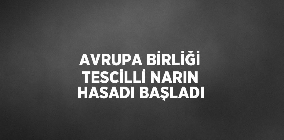 AVRUPA BİRLİĞİ TESCİLLİ NARIN HASADI BAŞLADI