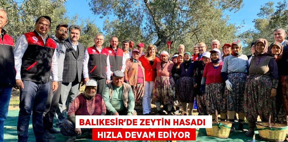 BALIKESİR'DE ZEYTİN HASADI   HIZLA DEVAM EDİYOR