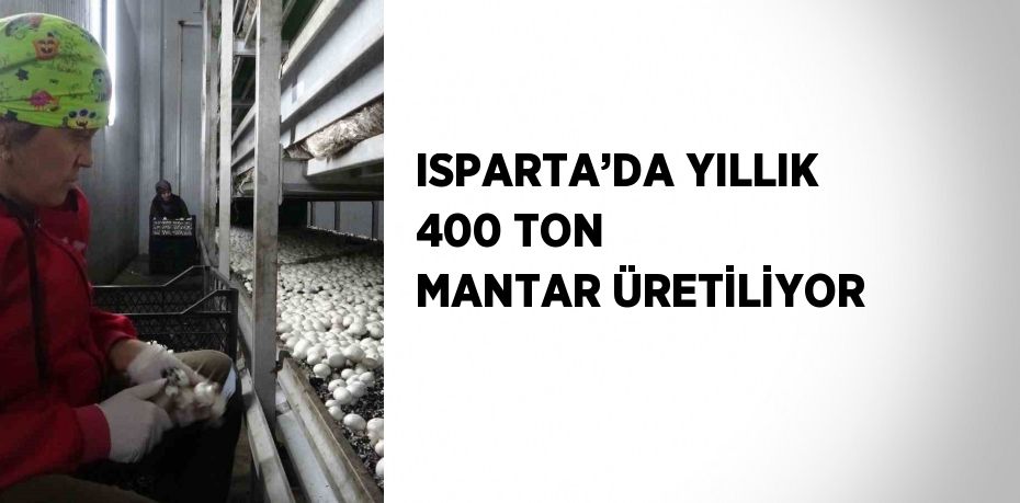 ISPARTA’DA YILLIK 400 TON MANTAR ÜRETİLİYOR