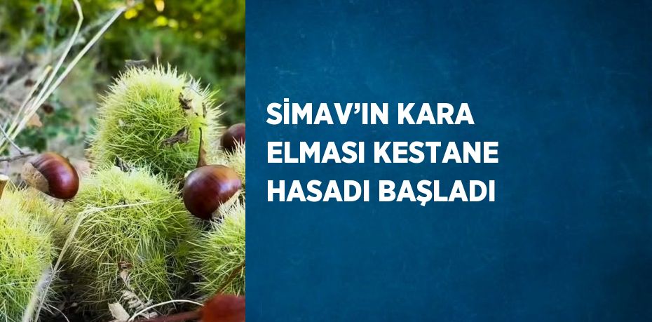 SİMAV’IN KARA ELMASI KESTANE HASADI BAŞLADI