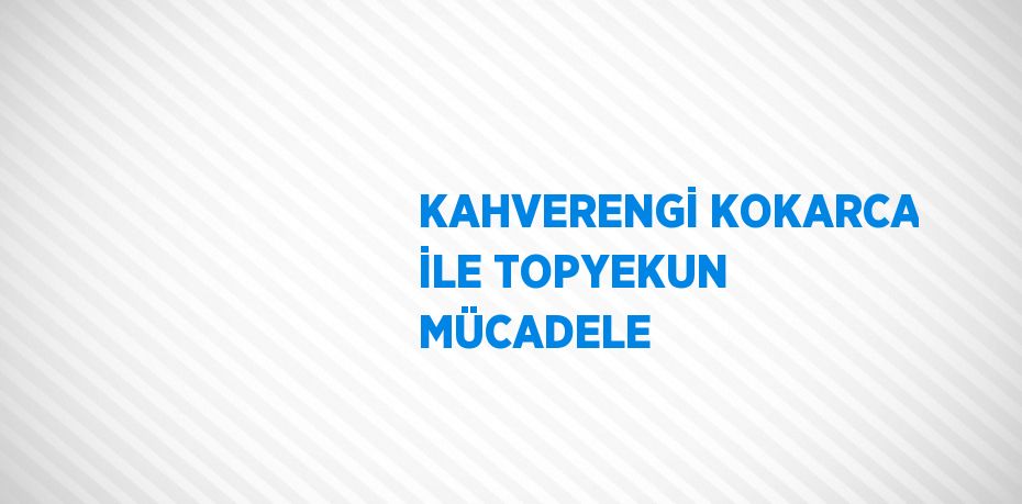 KAHVERENGİ KOKARCA İLE TOPYEKUN MÜCADELE