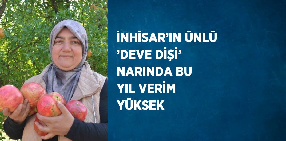 İNHİSAR’IN ÜNLÜ ’DEVE DİŞİ’ NARINDA BU YIL VERİM YÜKSEK