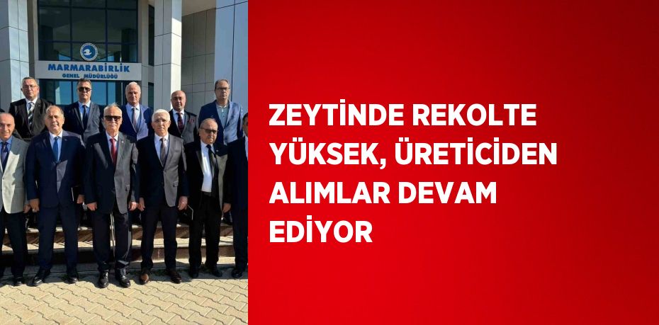 ZEYTİNDE REKOLTE YÜKSEK, ÜRETİCİDEN ALIMLAR DEVAM EDİYOR