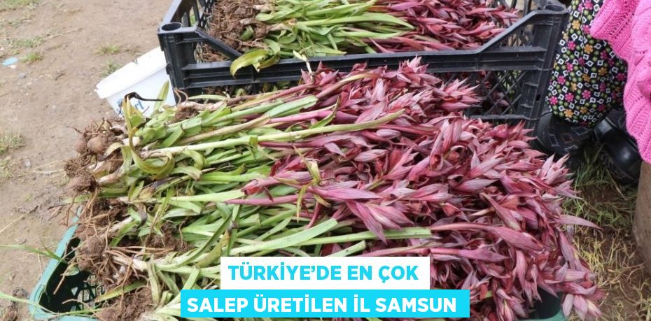 TÜRKİYE’DE EN ÇOK SALEP ÜRETİLEN İL SAMSUN