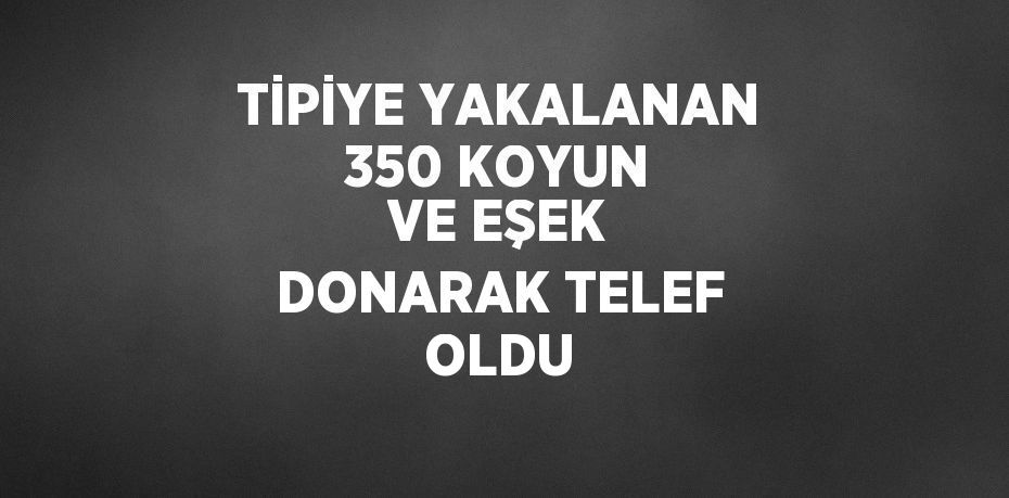 TİPİYE YAKALANAN 350 KOYUN VE EŞEK DONARAK TELEF OLDU