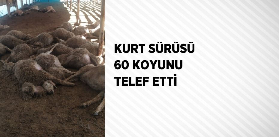 KURT SÜRÜSÜ 60 KOYUNU TELEF ETTİ