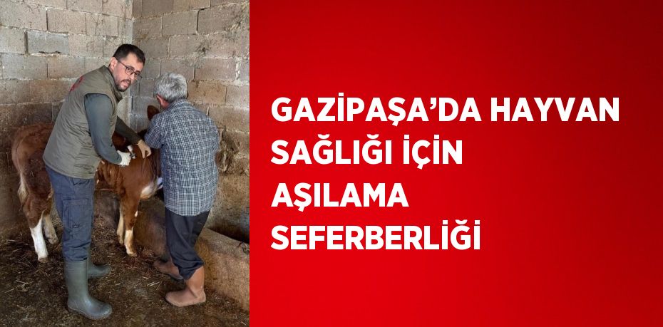 GAZİPAŞA’DA HAYVAN SAĞLIĞI İÇİN AŞILAMA SEFERBERLİĞİ