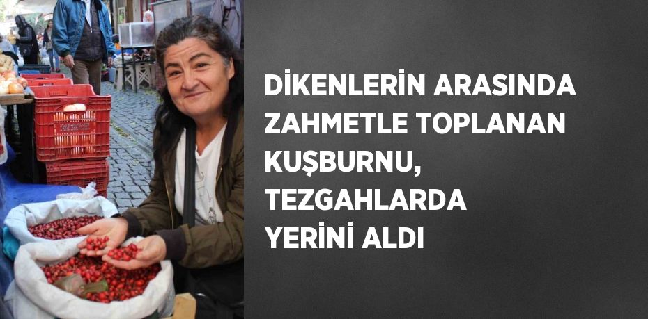 DİKENLERİN ARASINDA ZAHMETLE TOPLANAN KUŞBURNU, TEZGAHLARDA YERİNİ ALDI