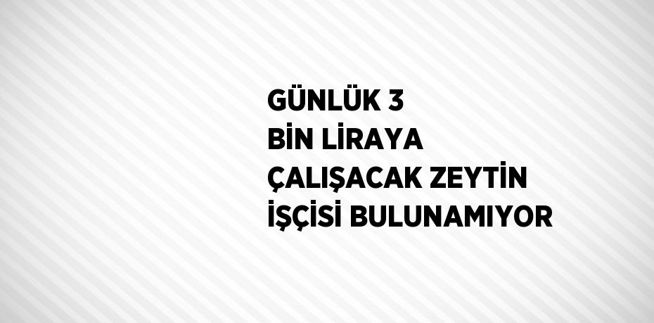 GÜNLÜK 3 BİN LİRAYA ÇALIŞACAK ZEYTİN İŞÇİSİ BULUNAMIYOR