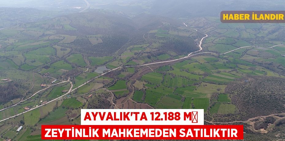 Ayvalık'ta 12.188 m² zeytinlik mahkemeden satılıktır