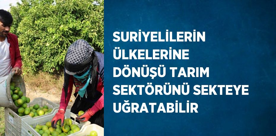 SURİYELİLERİN ÜLKELERİNE DÖNÜŞÜ TARIM SEKTÖRÜNÜ SEKTEYE UĞRATABİLİR