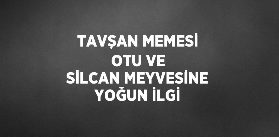 TAVŞAN MEMESİ OTU VE SİLCAN MEYVESİNE YOĞUN İLGİ