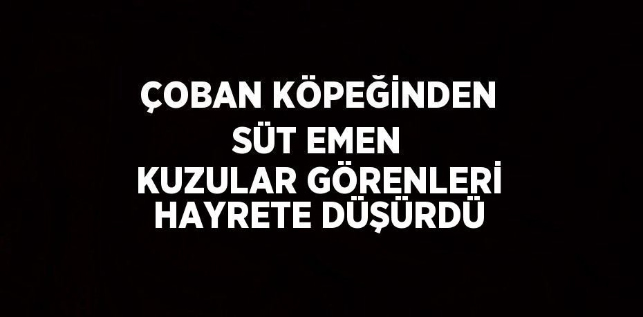 ÇOBAN KÖPEĞİNDEN SÜT EMEN KUZULAR GÖRENLERİ HAYRETE DÜŞÜRDÜ