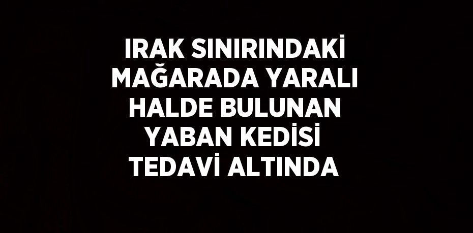 IRAK SINIRINDAKİ MAĞARADA YARALI HALDE BULUNAN YABAN KEDİSİ TEDAVİ ALTINDA