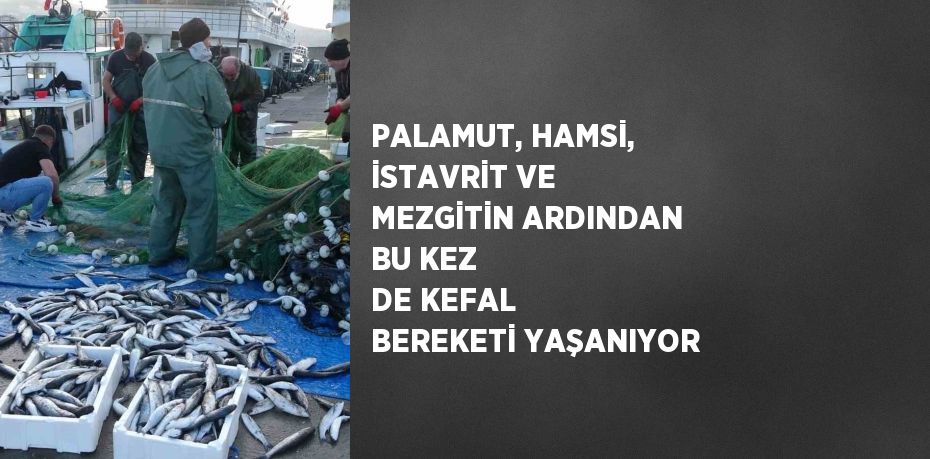 PALAMUT, HAMSİ, İSTAVRİT VE MEZGİTİN ARDINDAN BU KEZ DE KEFAL BEREKETİ YAŞANIYOR