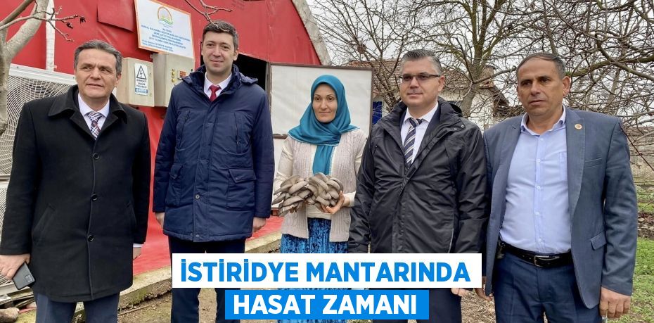 İSTİRİDYE MANTARINDA HASAT ZAMANI