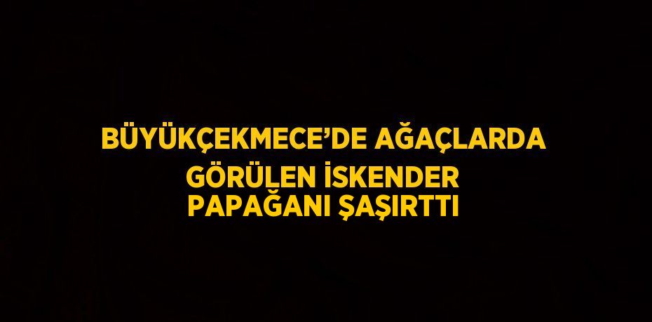 BÜYÜKÇEKMECE’DE AĞAÇLARDA GÖRÜLEN İSKENDER PAPAĞANI ŞAŞIRTTI