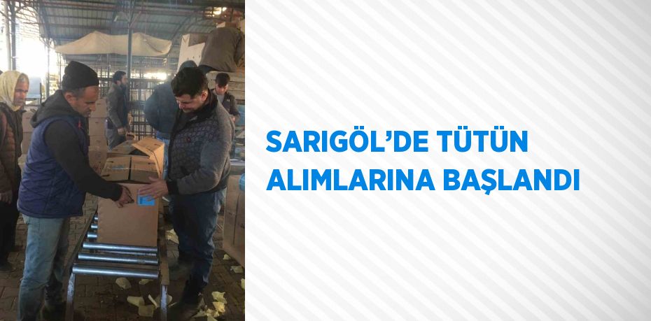 SARIGÖL’DE TÜTÜN ALIMLARINA BAŞLANDI