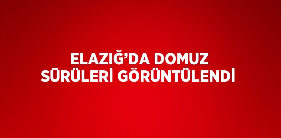 ELAZIĞ’DA DOMUZ SÜRÜLERİ GÖRÜNTÜLENDİ