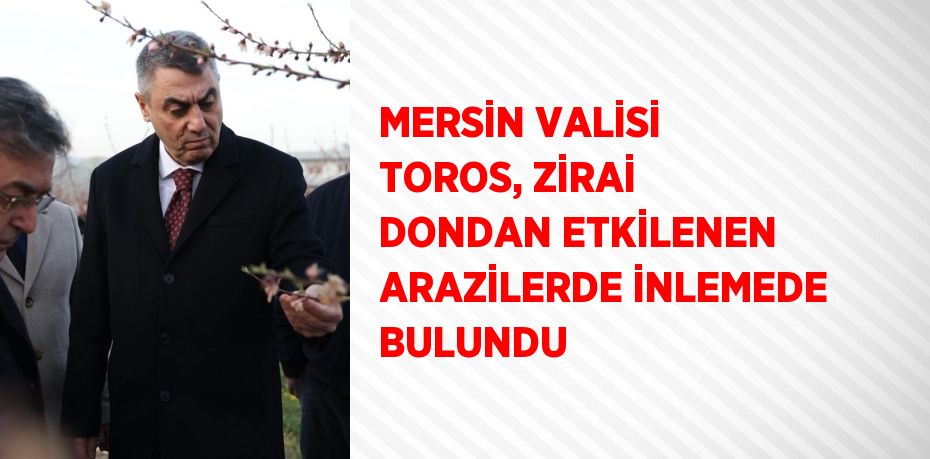 MERSİN VALİSİ TOROS, ZİRAİ DONDAN ETKİLENEN ARAZİLERDE İNLEMEDE BULUNDU