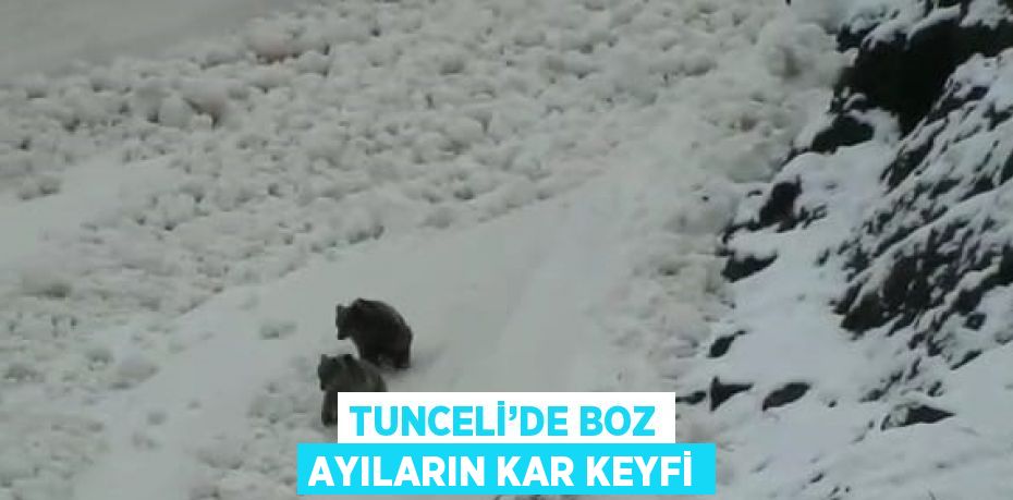 TUNCELİ’DE BOZ AYILARIN KAR KEYFİ
